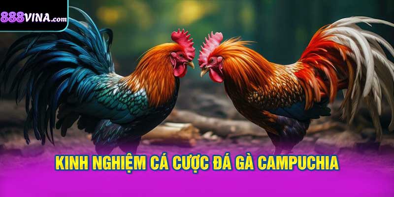 Kinh nghiệm cá cược đá gà Campuchia